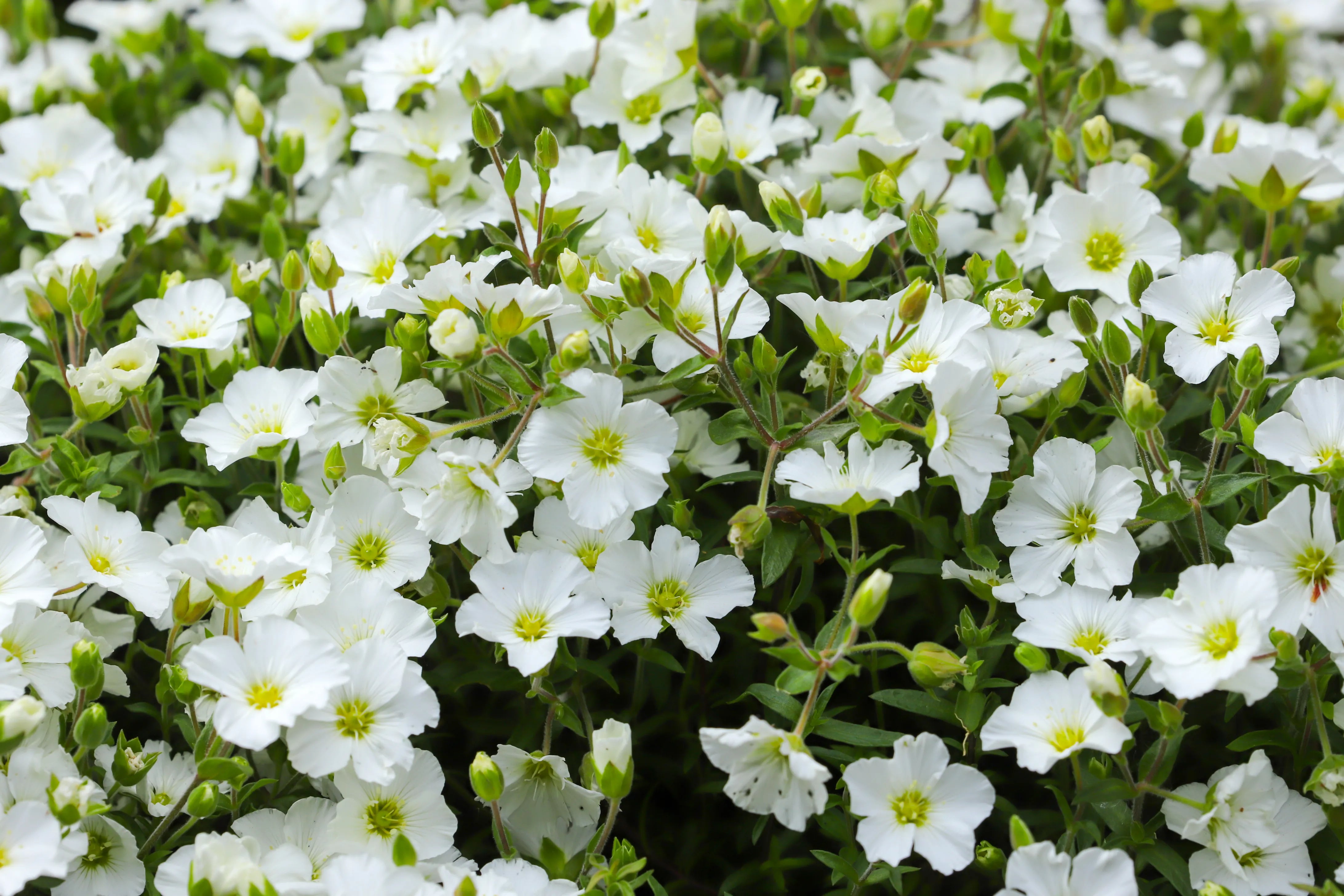 Alpines
