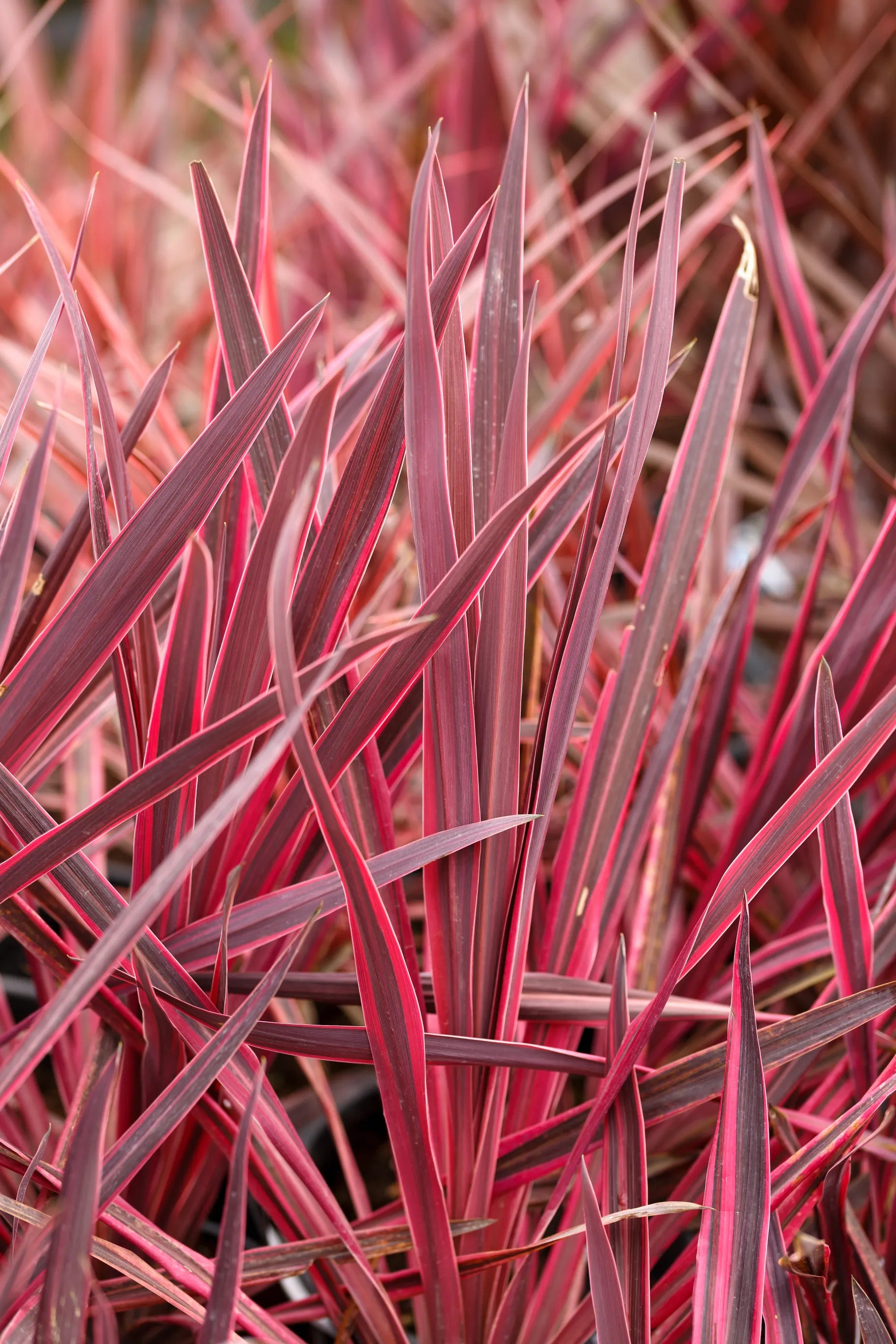 Cordyline & Phormium
