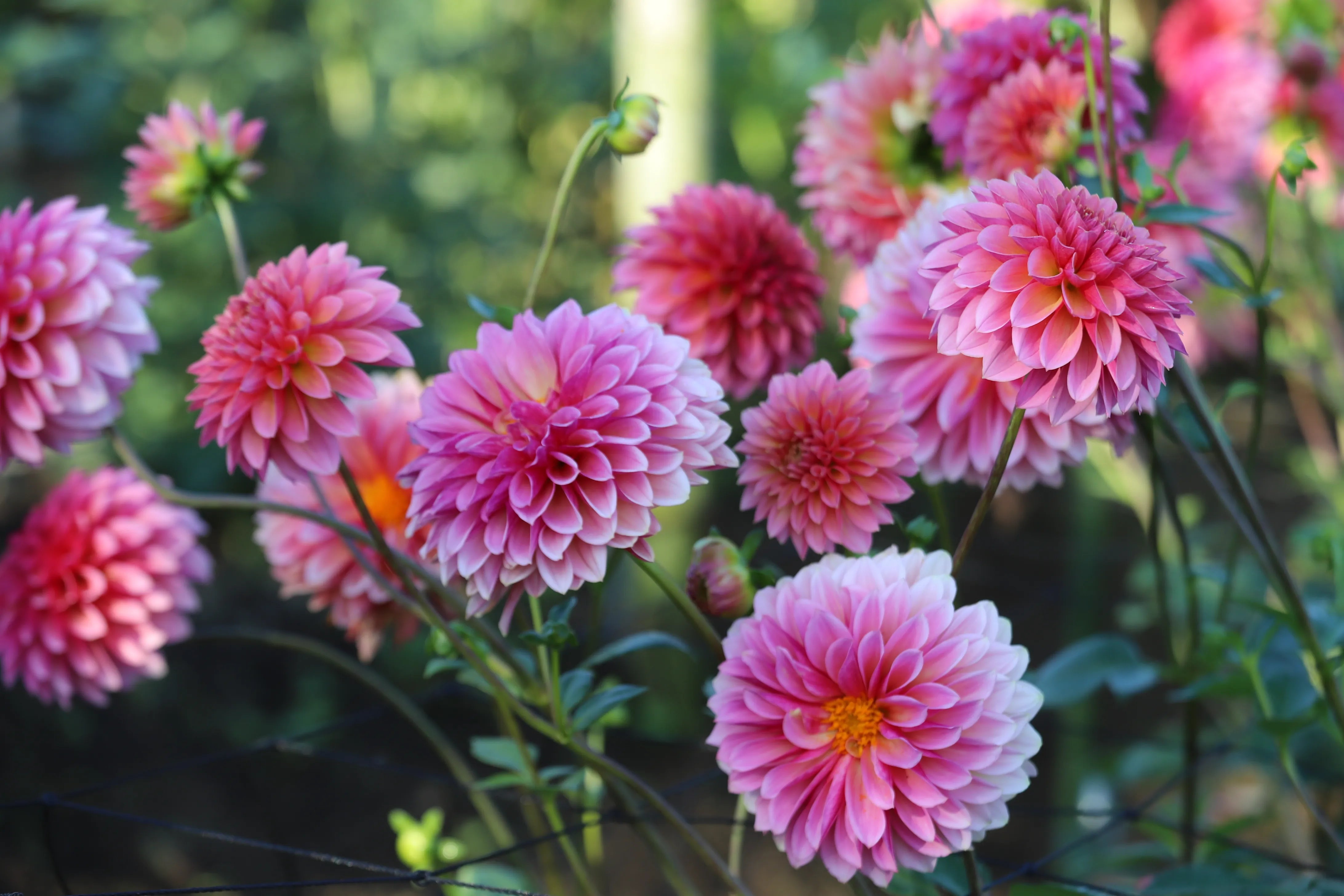 Dahlia