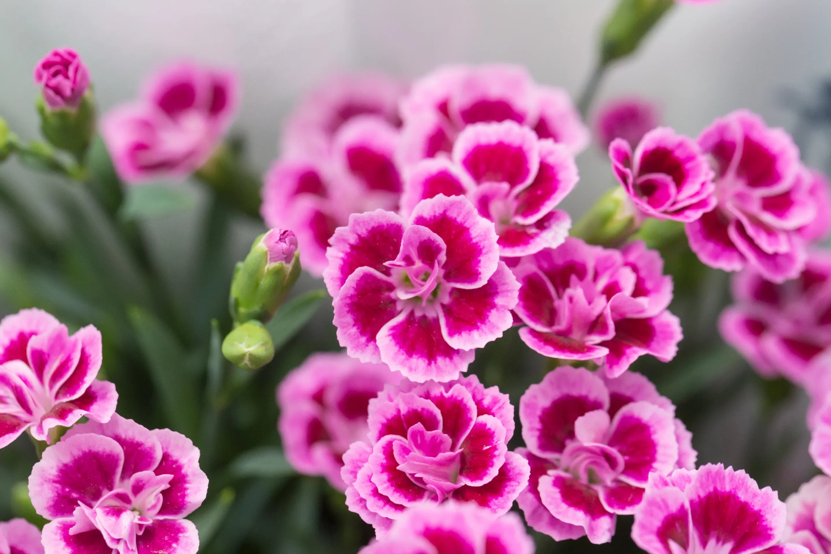 Dianthus, Scented