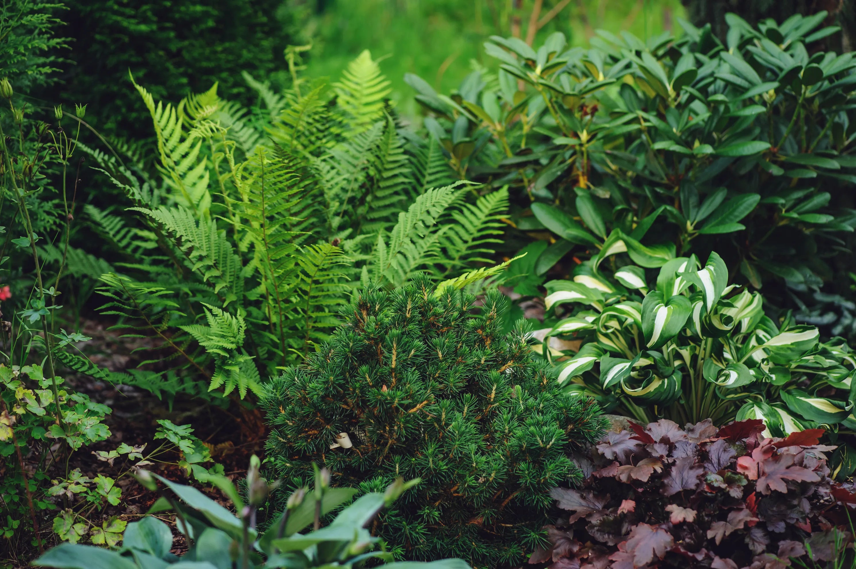 Garden Ferns