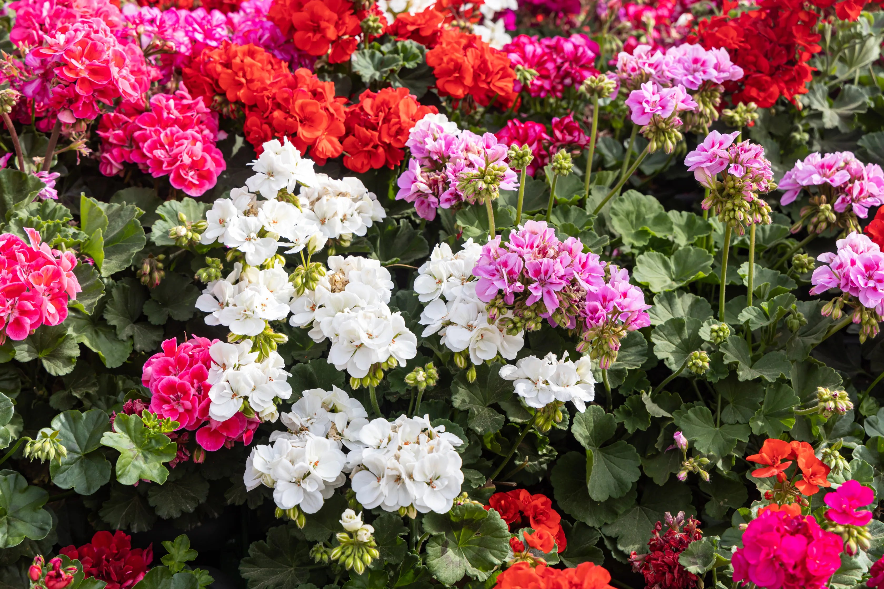 Geranium