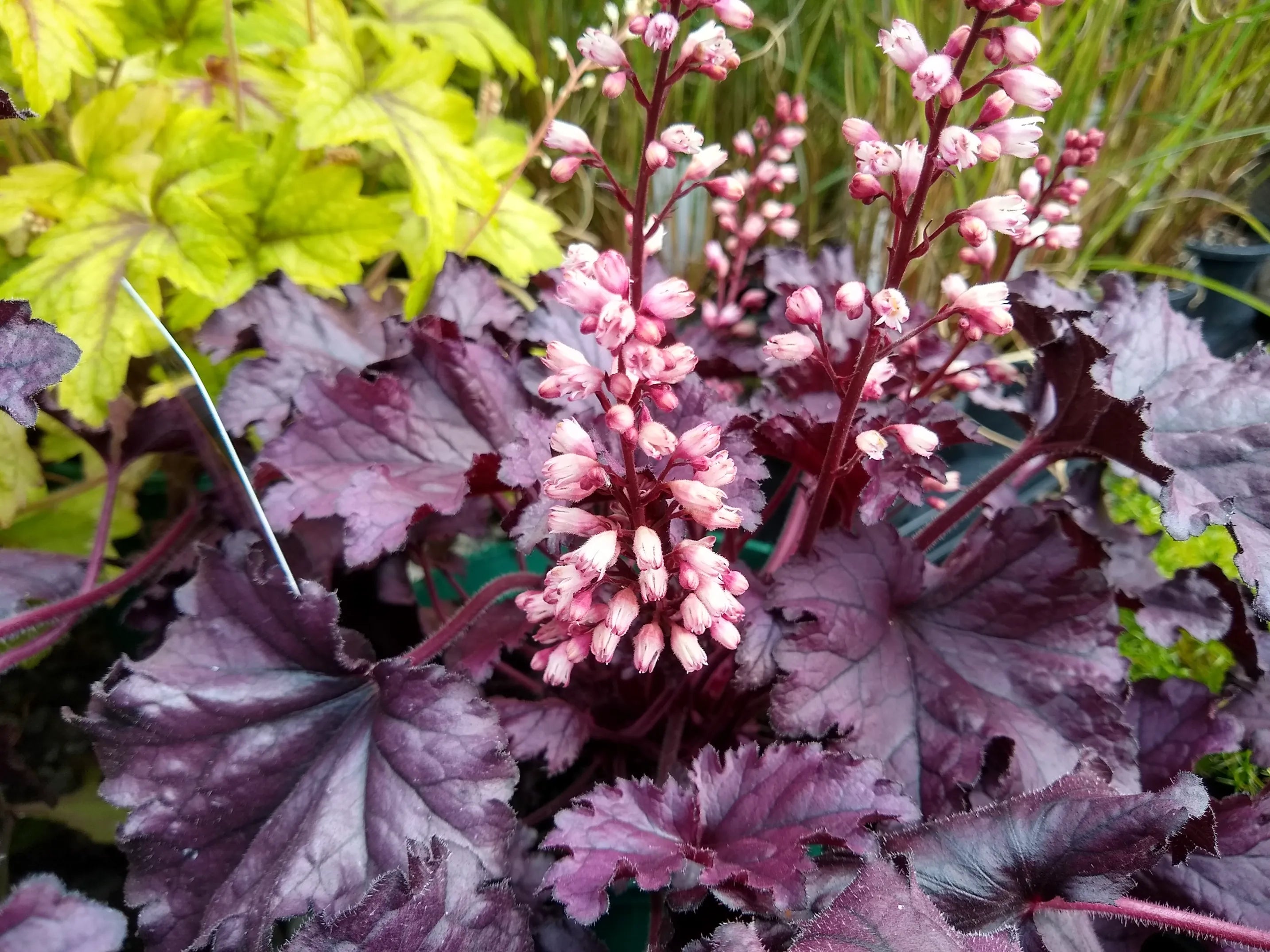 Heuchera