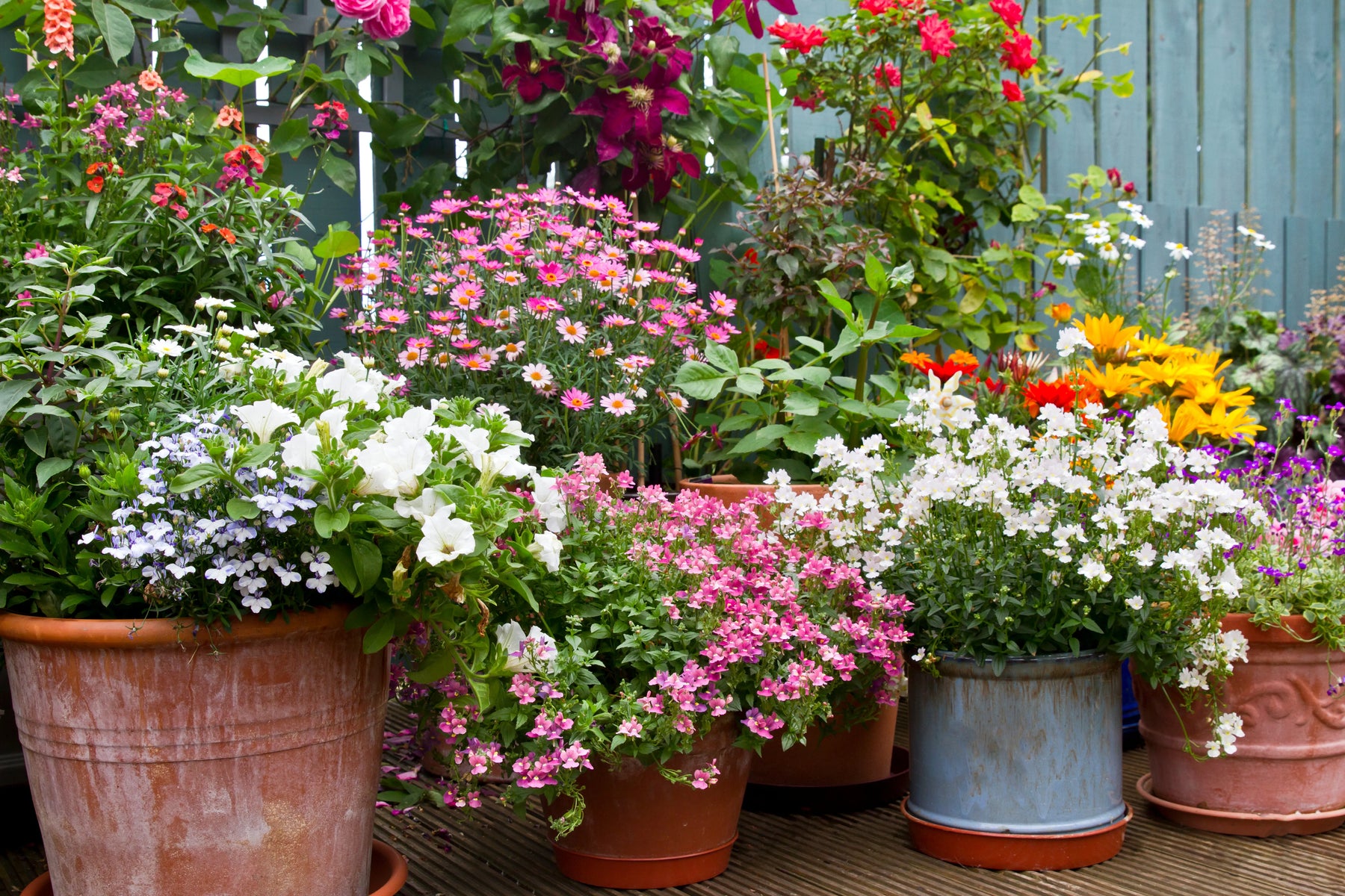 Summer Colour