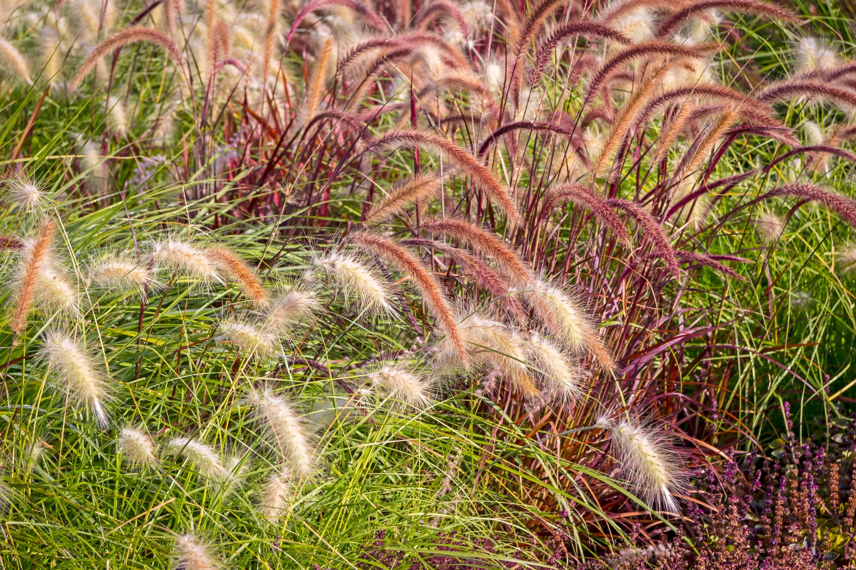Grass
