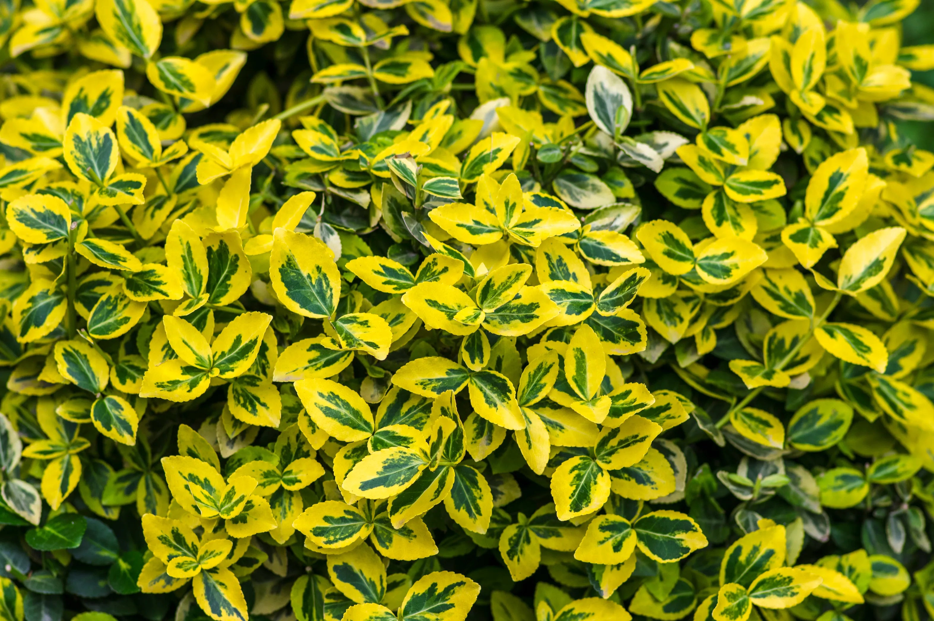 Shrubs