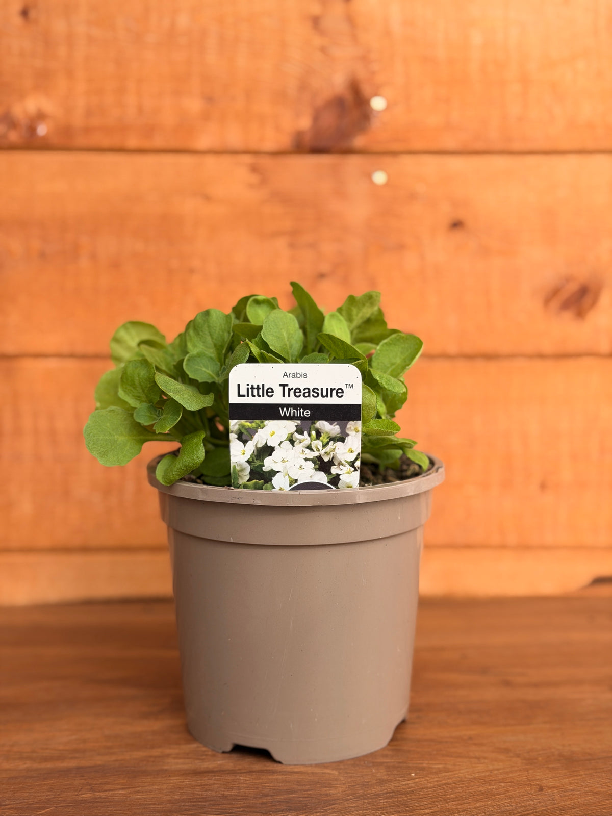 Arabis caucasica 'Little Treasure White'