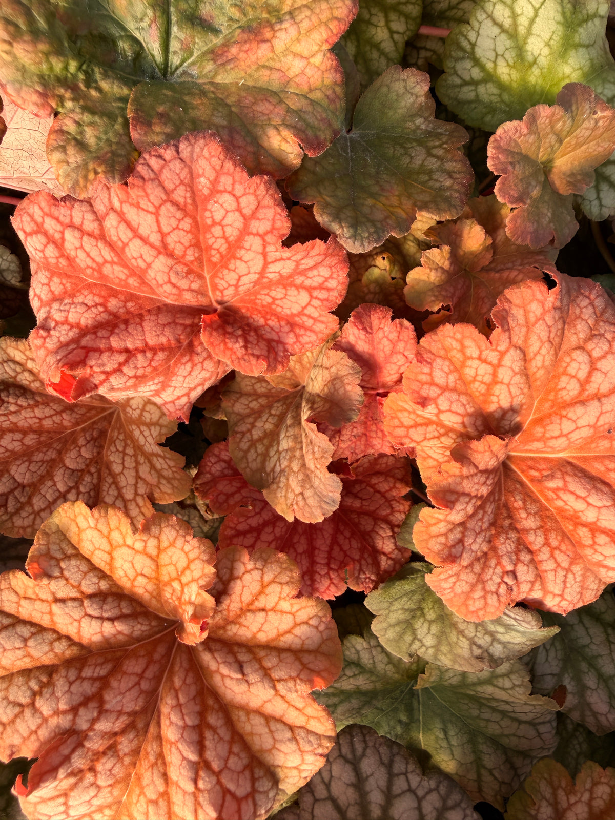 Heuchera 'Changeling'