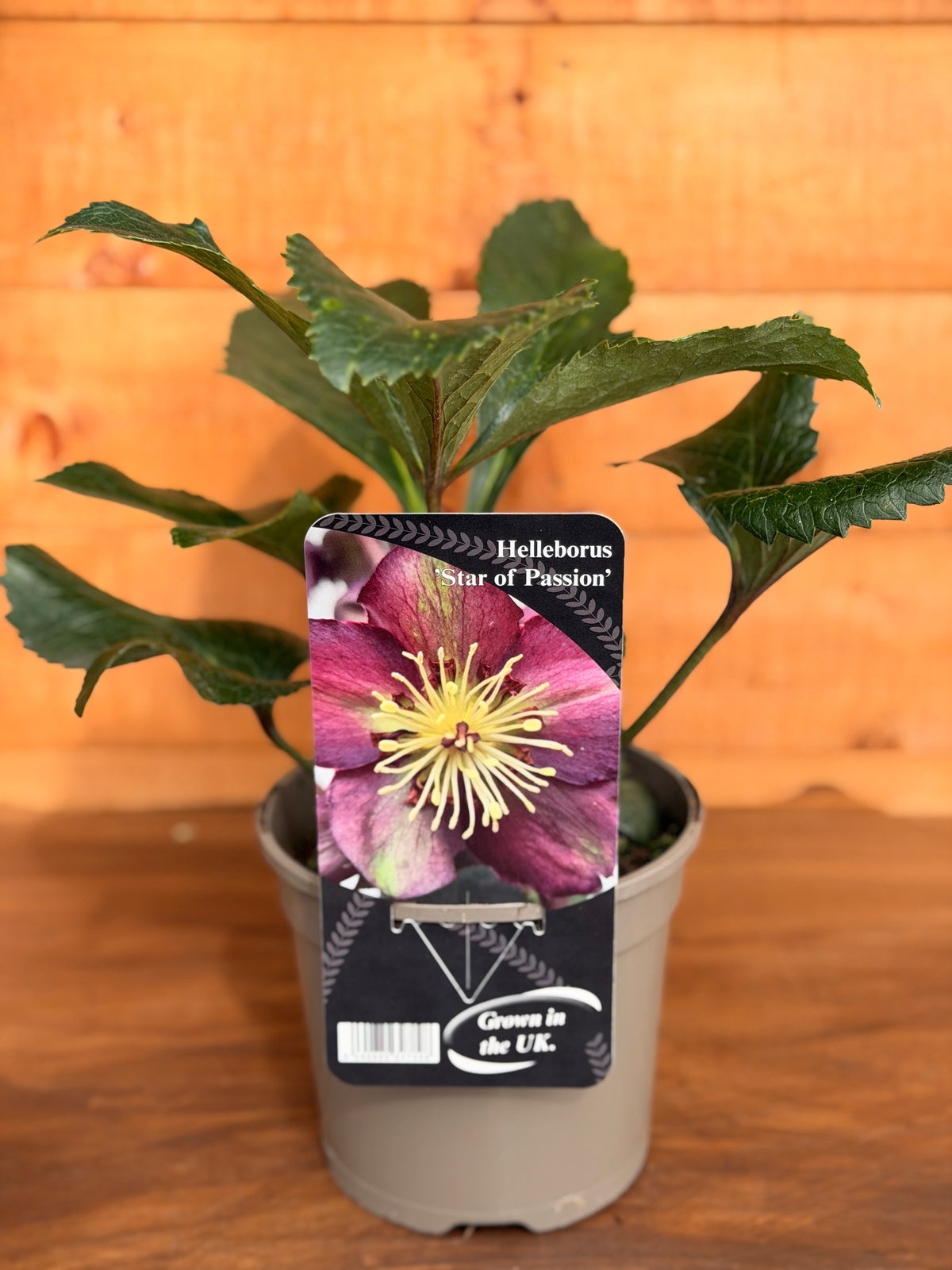 Helleborus orientalis 'Star of Passion'