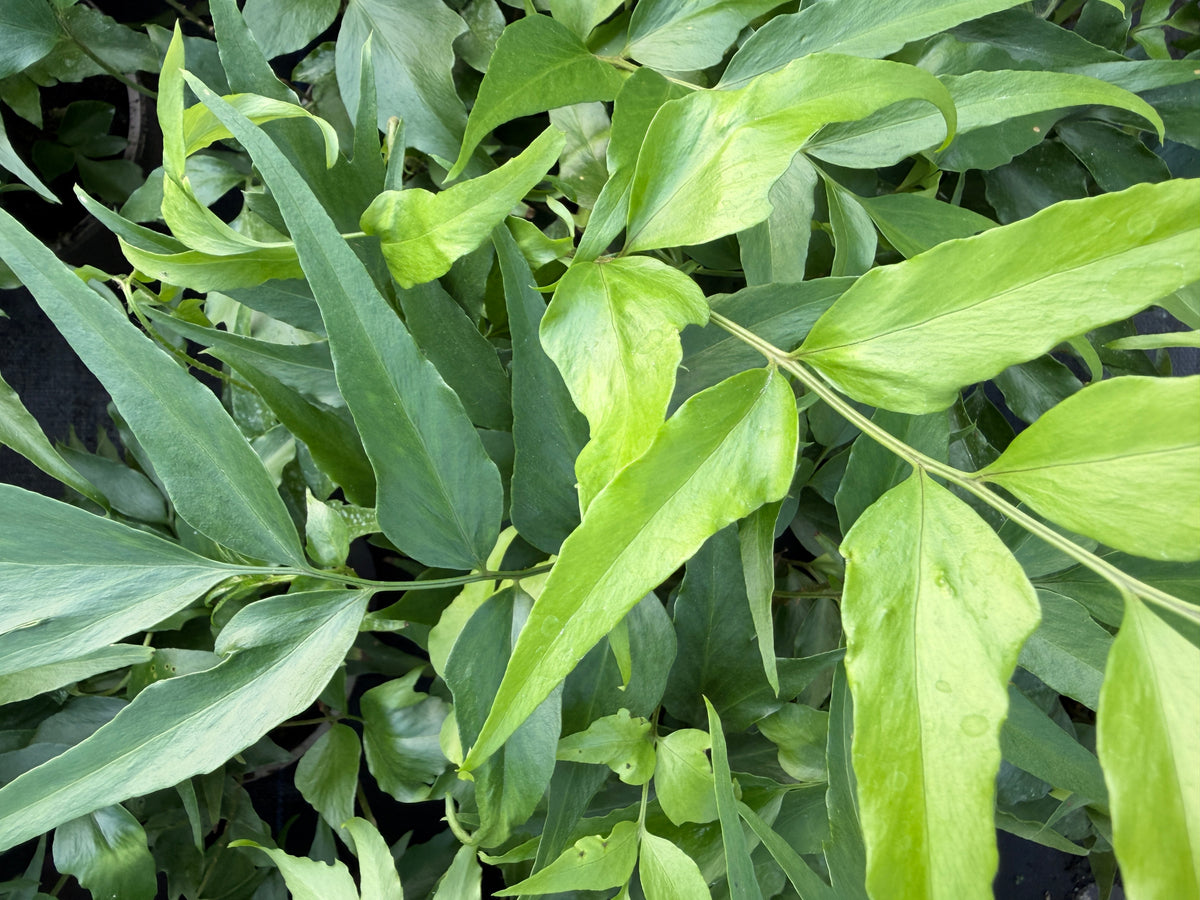 Cyrtomium devexiscapulae