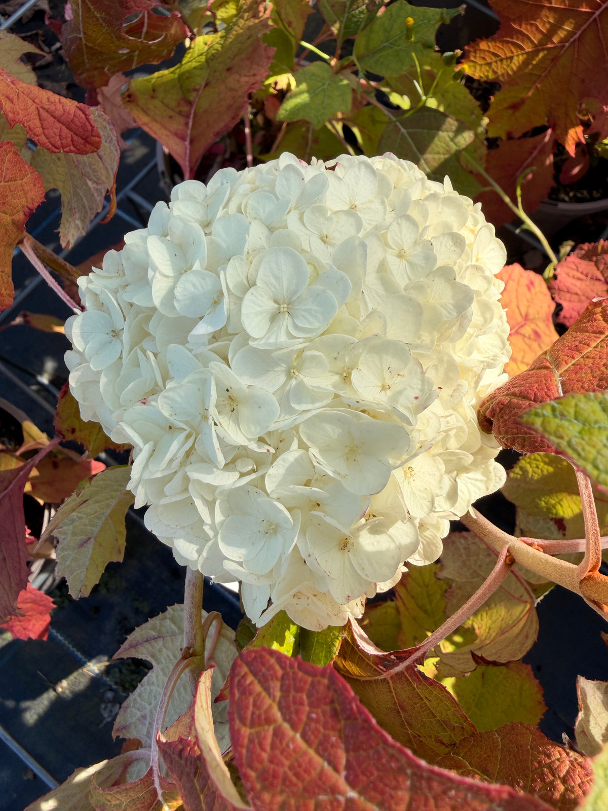 Hydrangea quercifolia 'Tara'