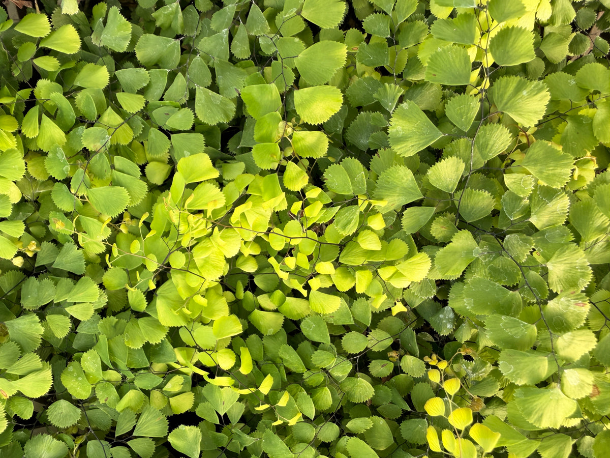 Adiantum venustum
