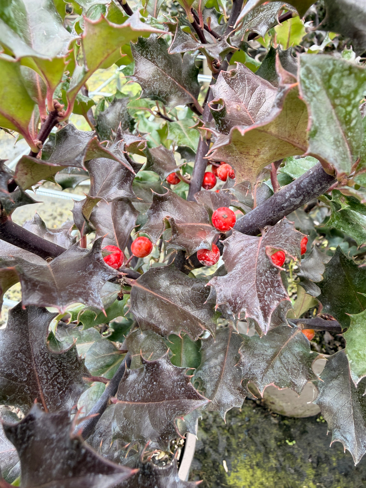 Ilex meservae 'Blue Angel'