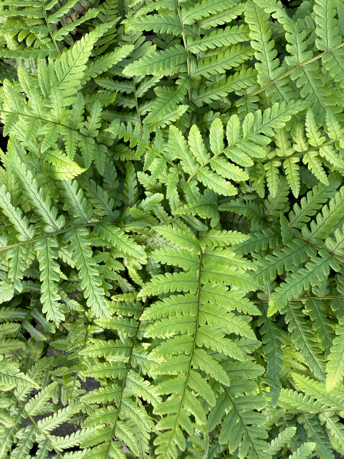 Dryopteris affinis