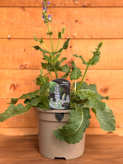 Salvia 'Fashionista Azure Snow'