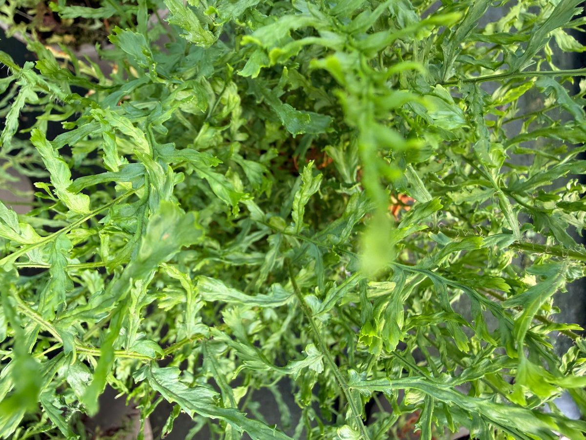 Dryopteris felix-mas 'Linearis Polydactylon'