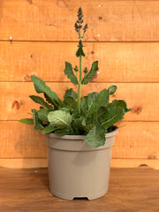 Salvia 'Fashionista Back to the Fuchsia'