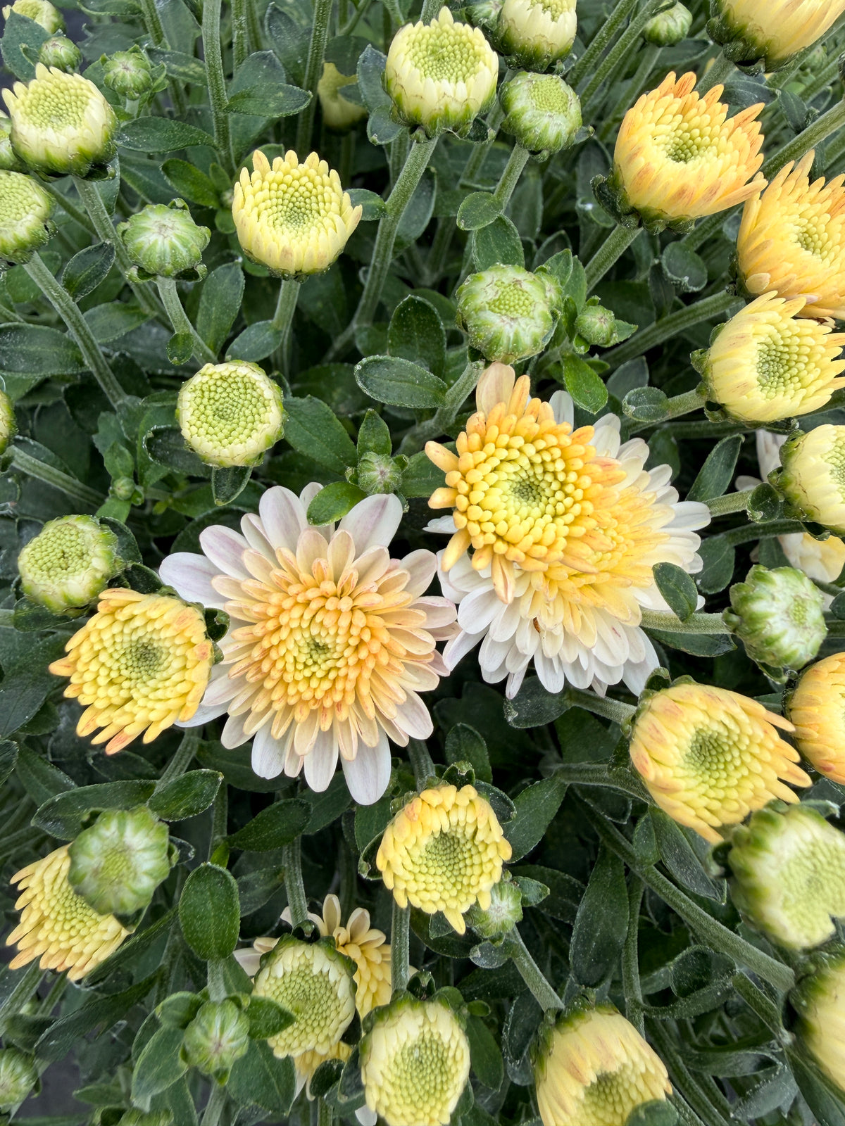 Chrysanthemum 'White'