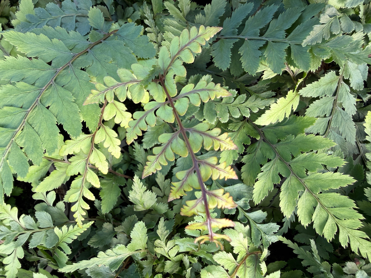 Athyrium otophorum 'Okanum'