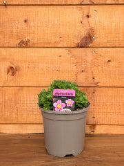 Saxifraga x arendsii 'Alpino Early Rose'