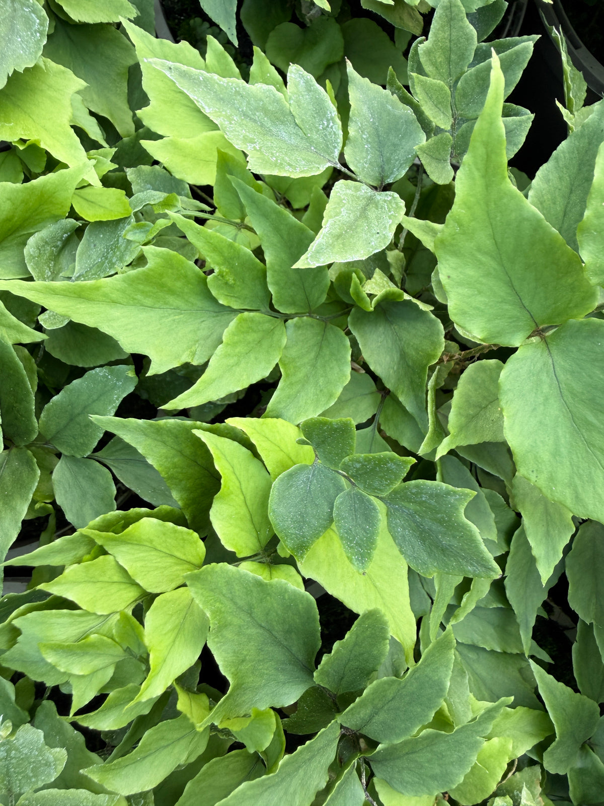 Cyrtomium fortunei 'Clivicola'
