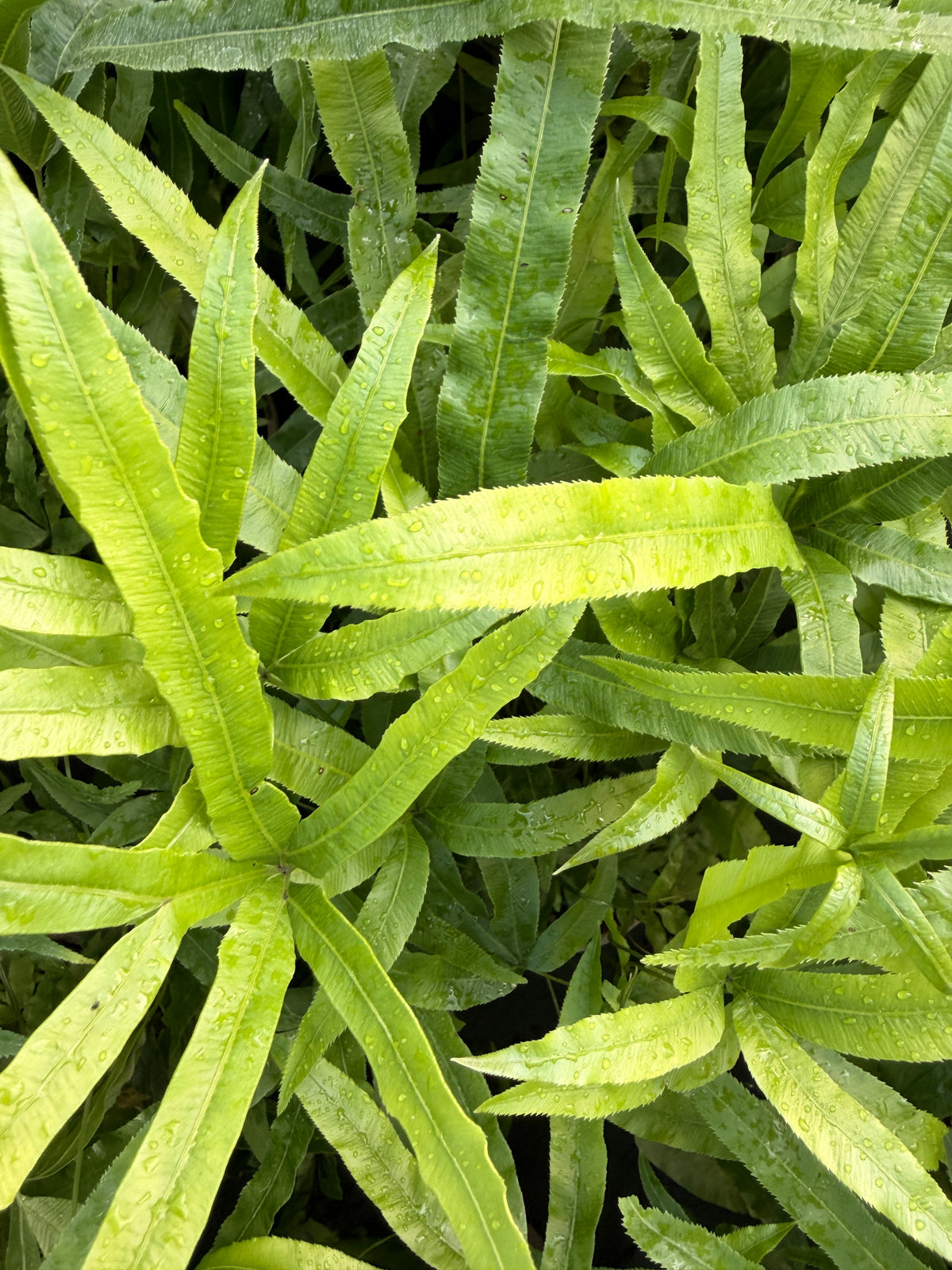 Pteris umbrosa
