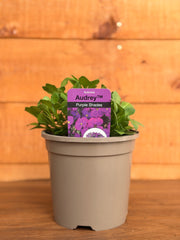 Aubrieta 'Audrey Purple Shades'