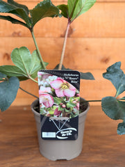 Helleborus x glandorfensis 'Ice N Roses Rose'