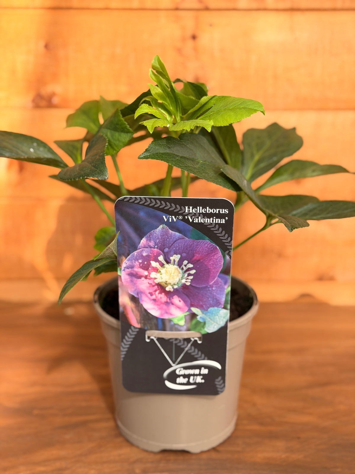 Helleborus orientalis 'Viv Valentina'