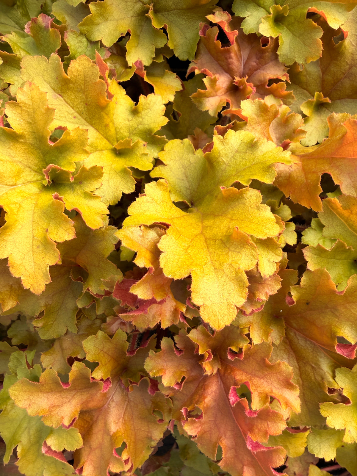 Heuchera 'Marmalade'