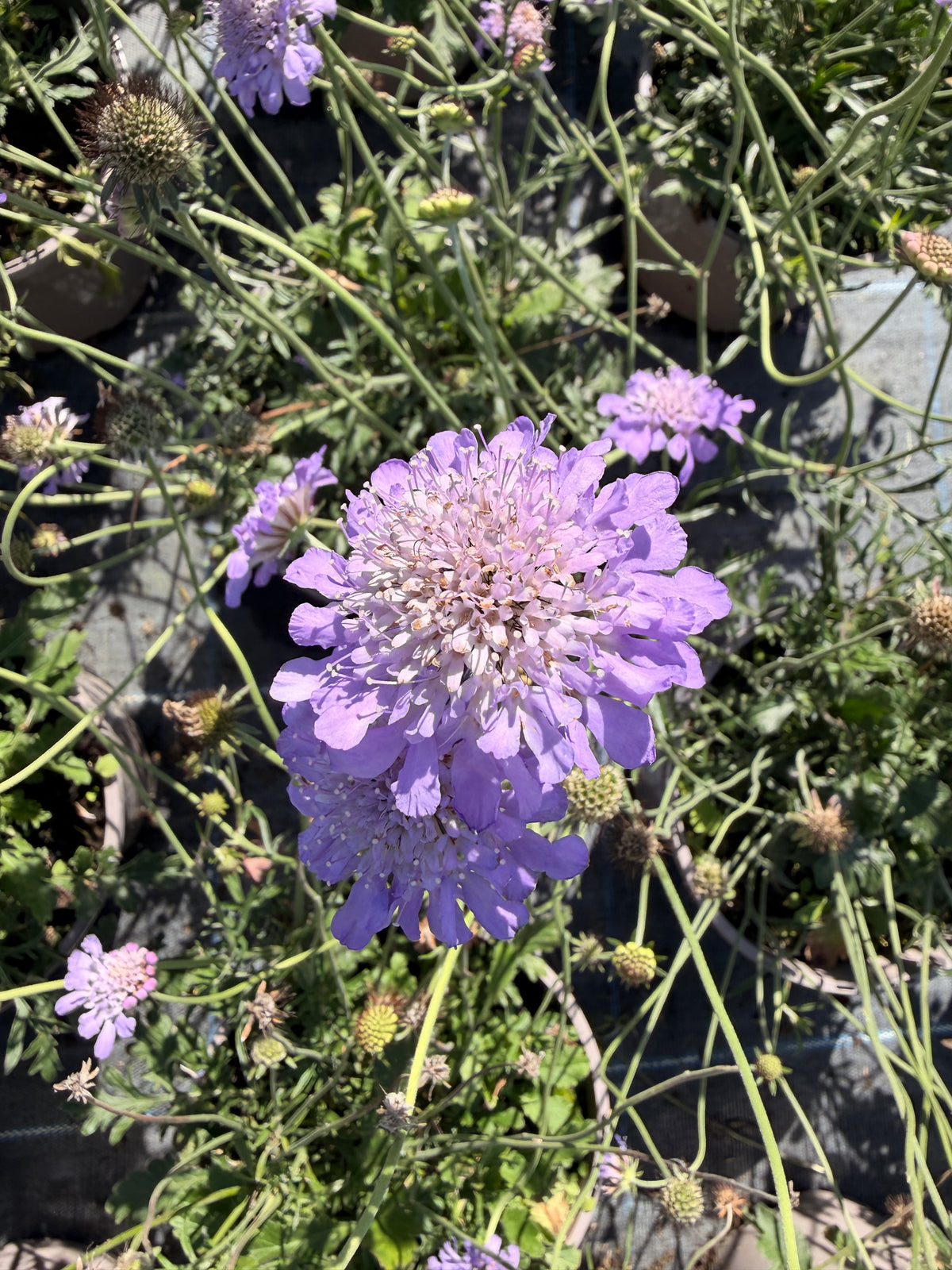 Scabiosa 'Butterfly Blue'