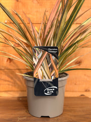 Phormium 'Flamingo'