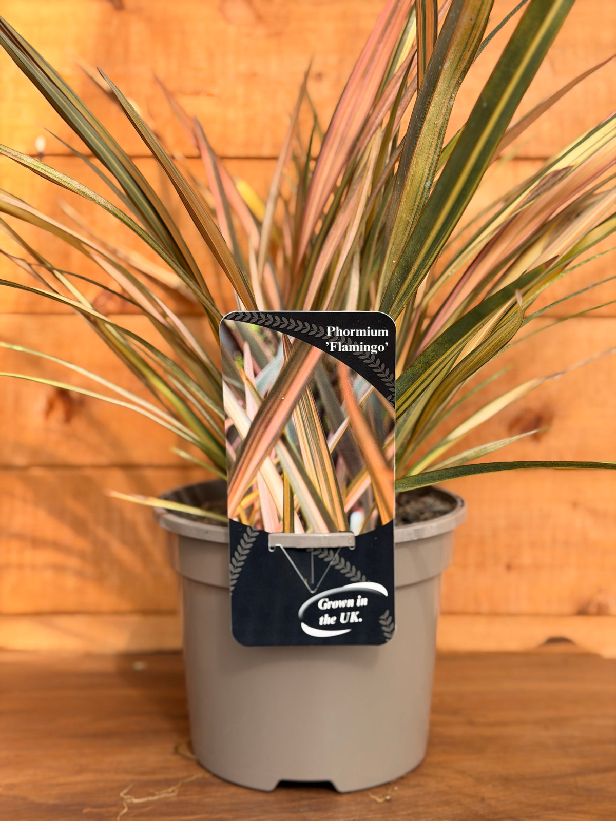 Phormium 'Flamingo'