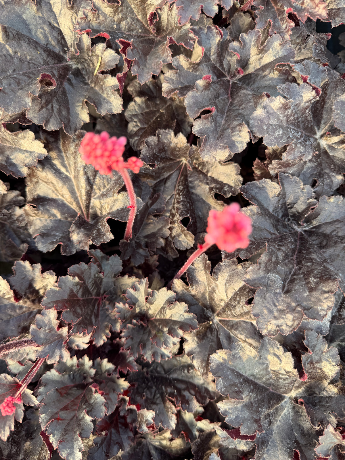 Heuchera 'Timeless Night'