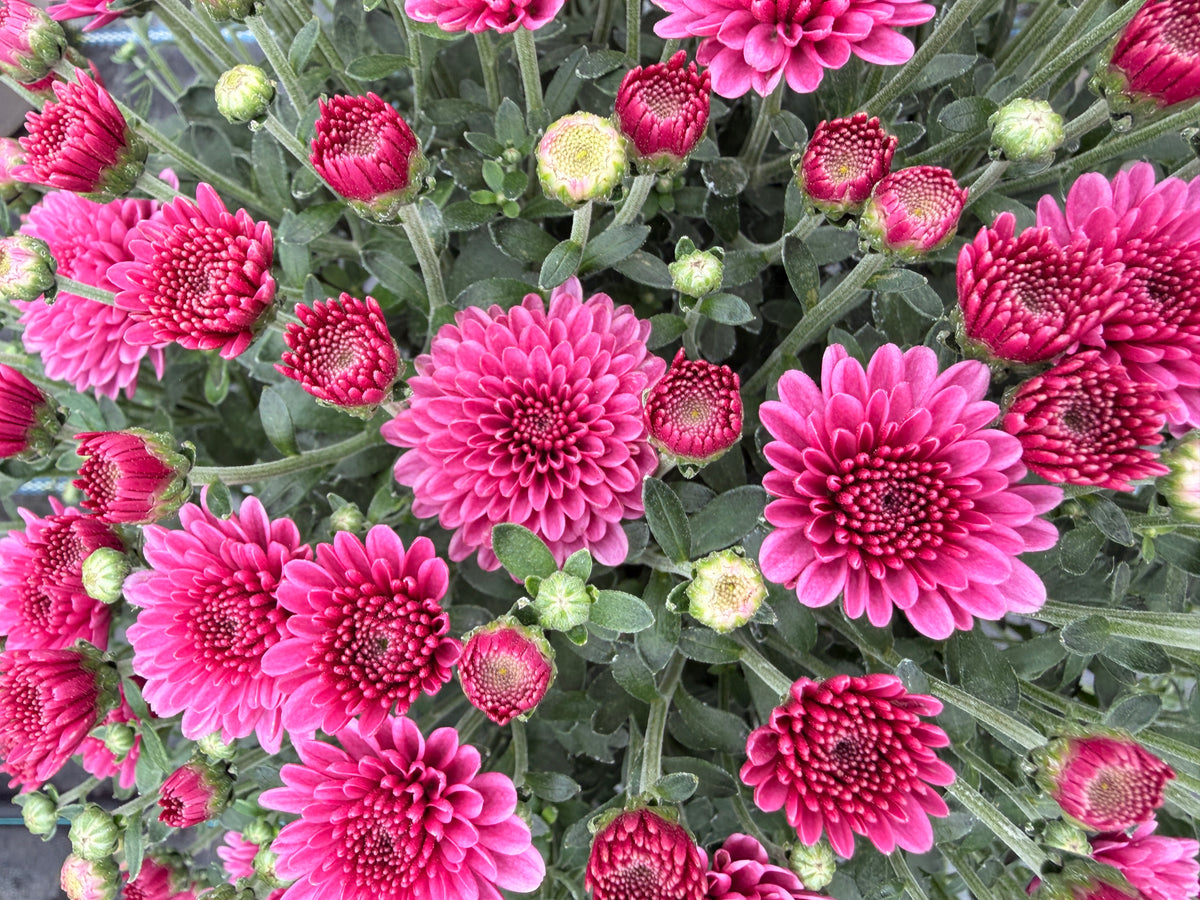 Garden Mum 'Pink'