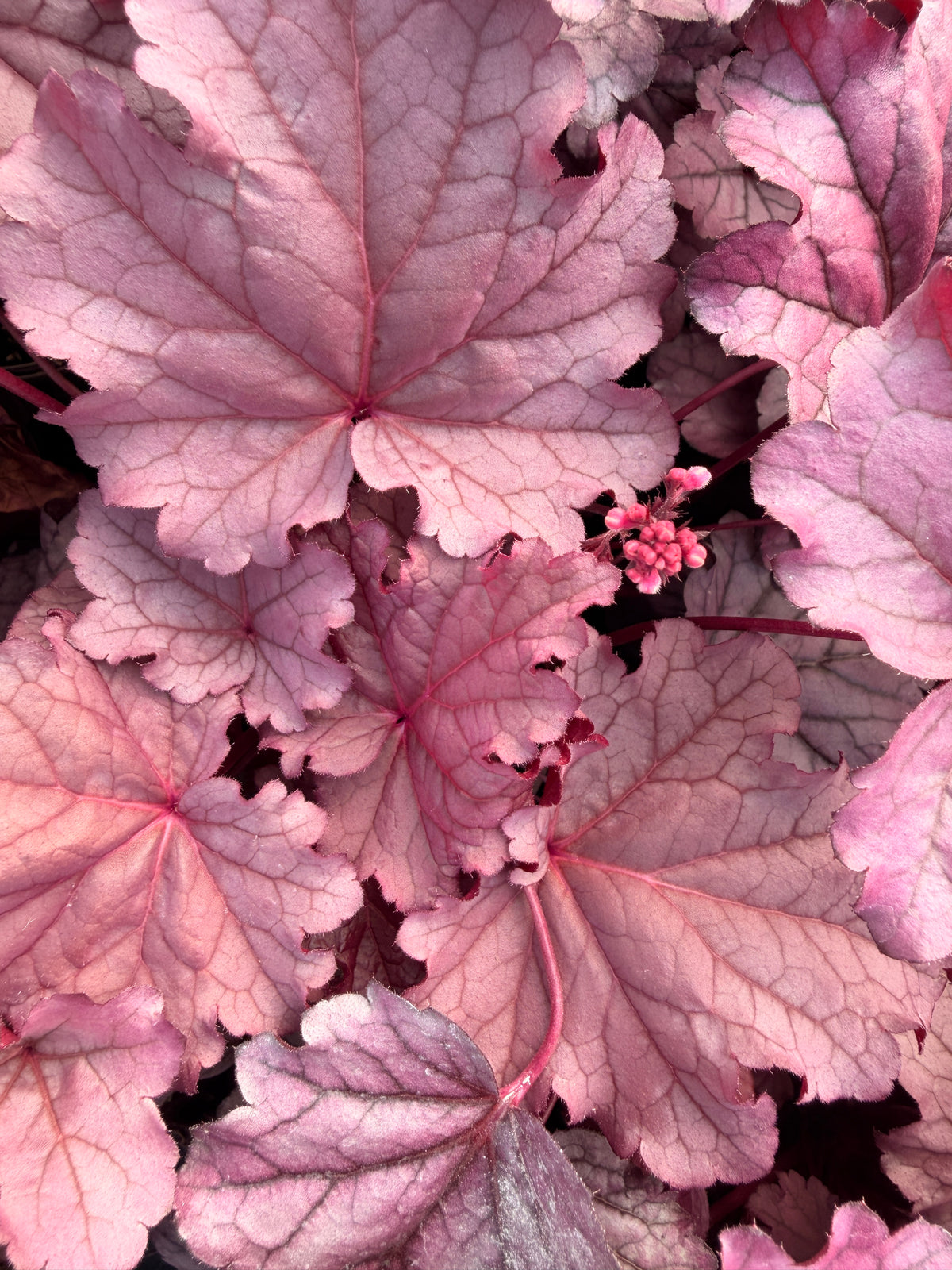 Heuchera 'Pink Panther'