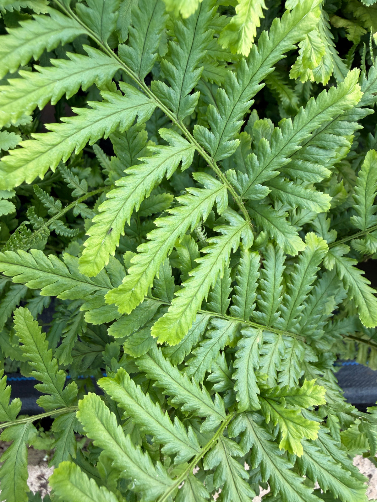 Dryopteris felix-mas 'Furcans'