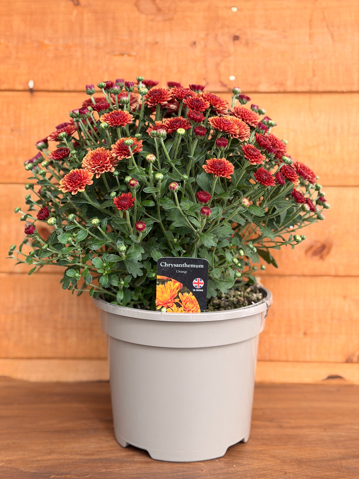 Garden Mum 'Orange'
