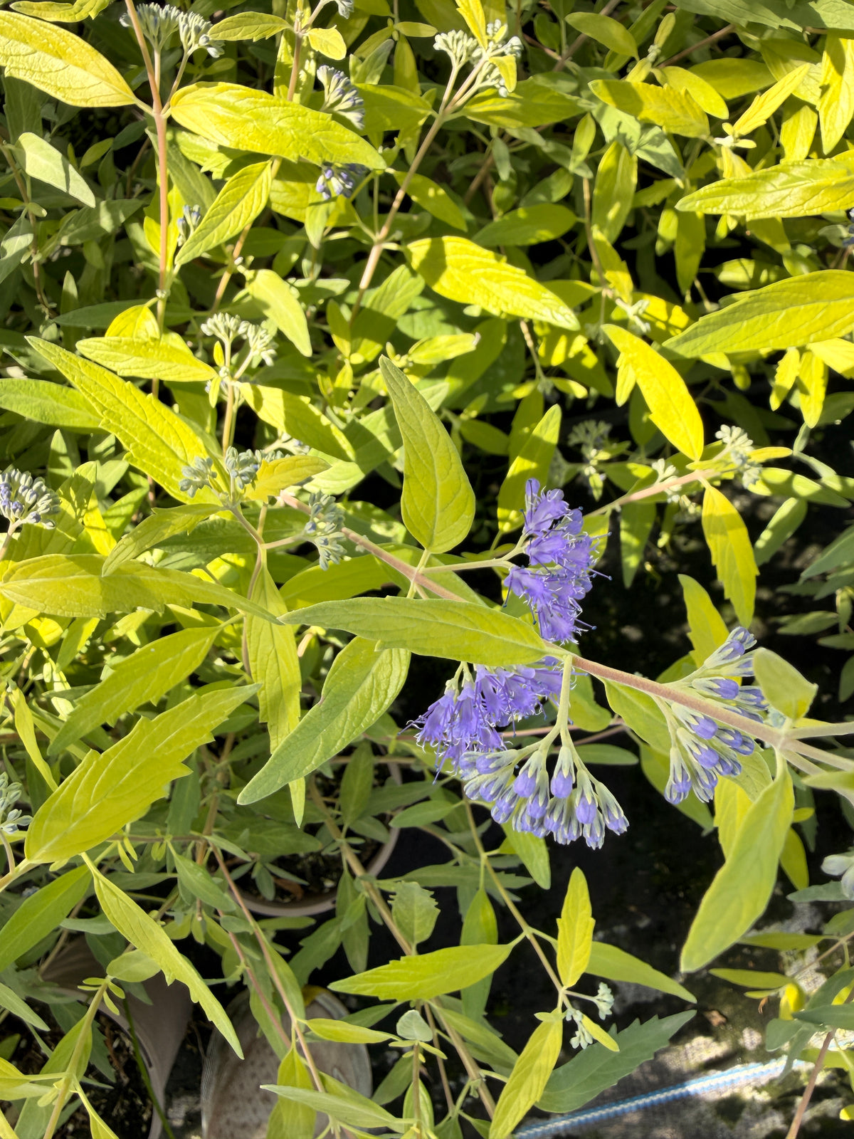 Caryopteris 'X clandonensis Worcester Gold'
