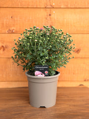 Chrysanthemum 'Light Pink'