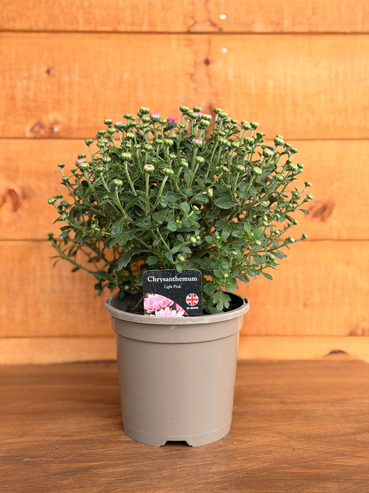 Chrysanthemum 'Light Pink'