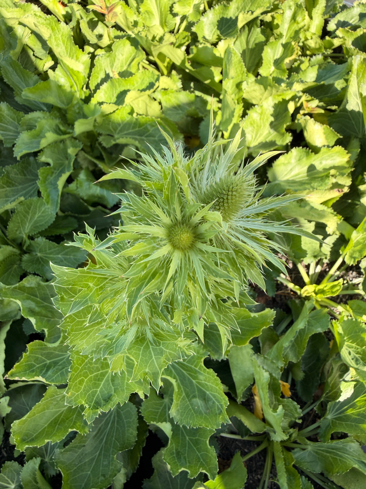 Eryngium 'Magical White Lagoon'