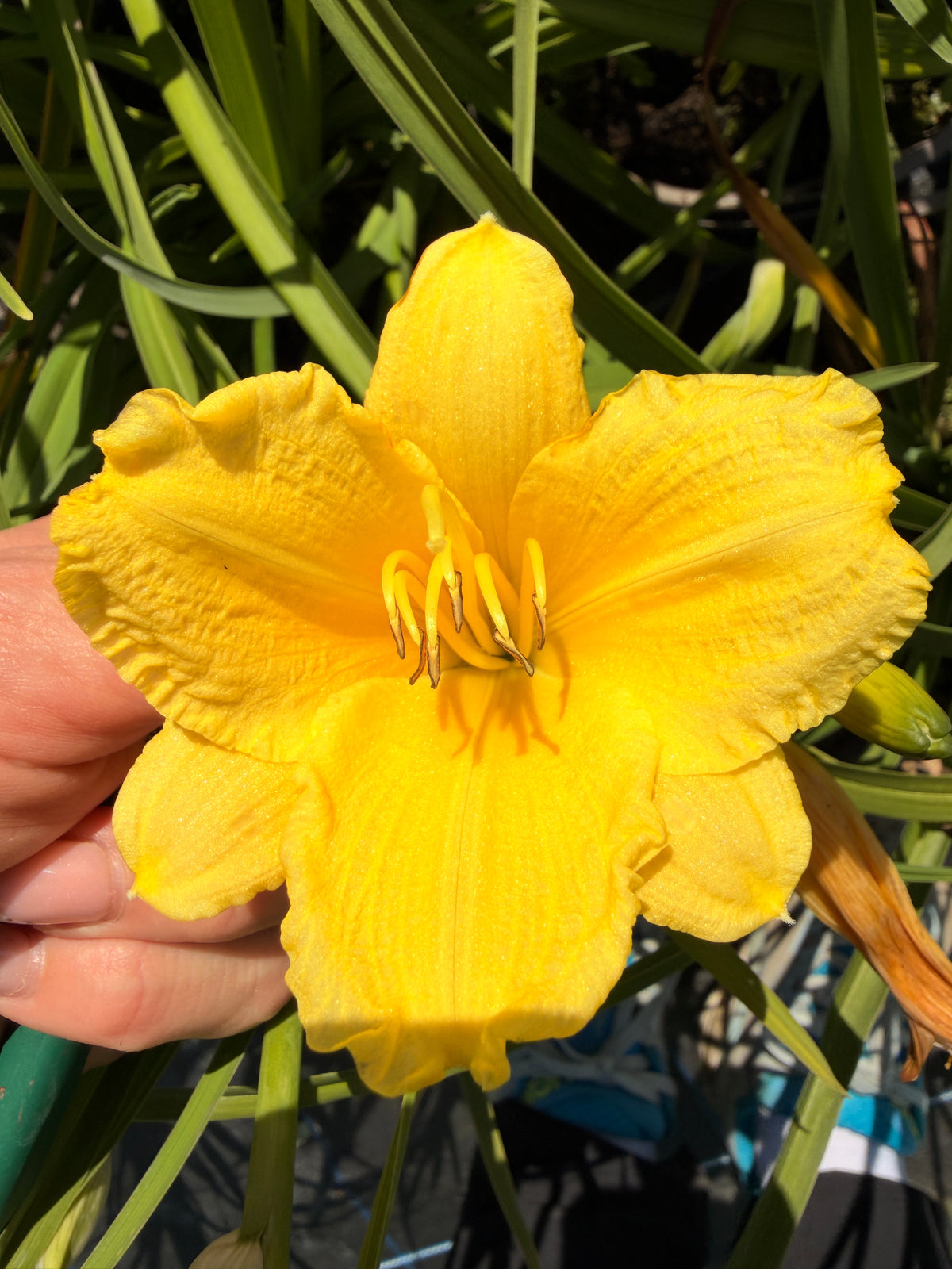 Hemerocallis 'Happy Returns'