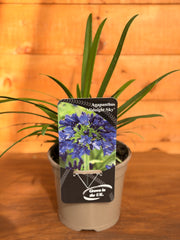 Agapanthus 'Midnight Sky'
