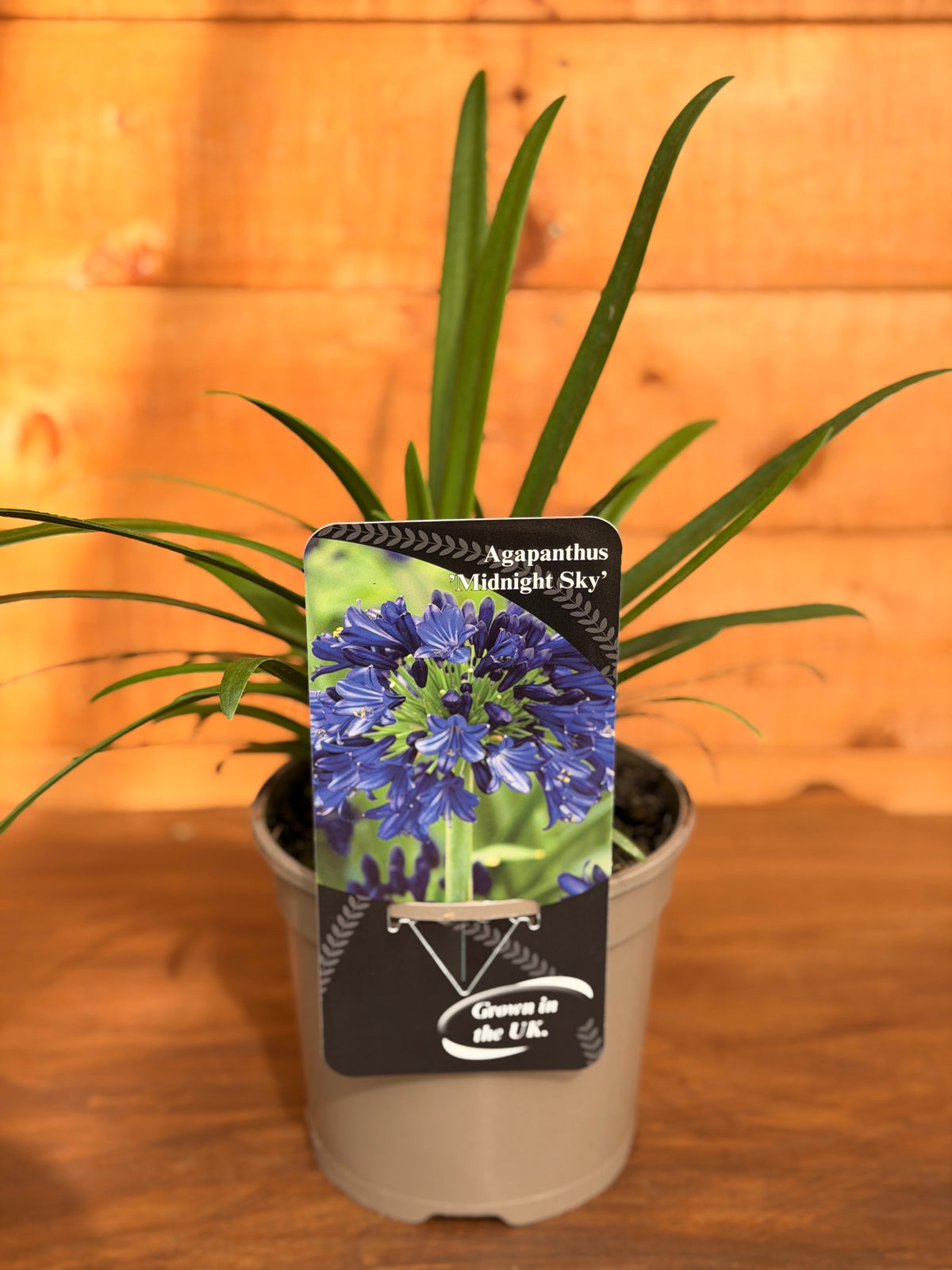 Agapanthus 'Midnight Sky'