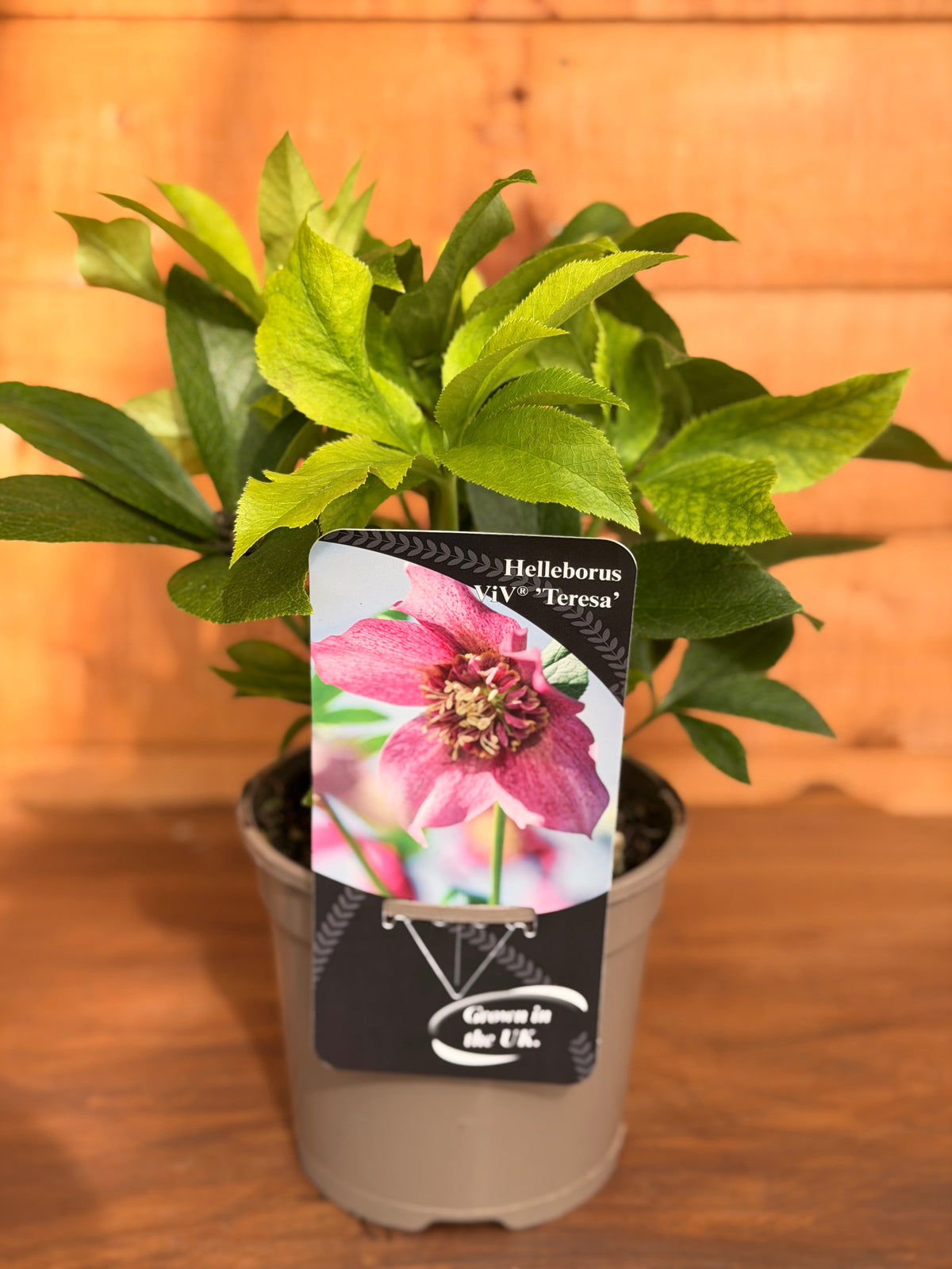 Helleborus orientalis 'Viv Teresa'