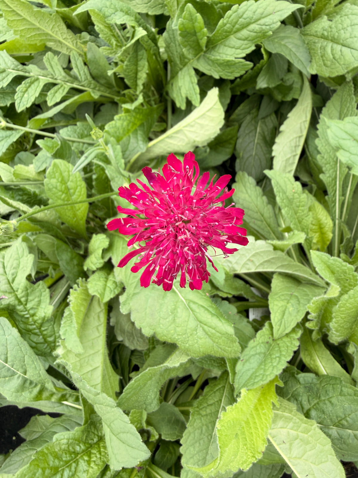 Knautia macedonica 'Red Knight'