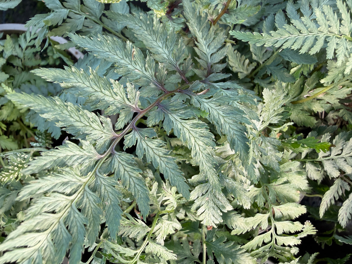 Athyrium niponicum 'Metallicum'