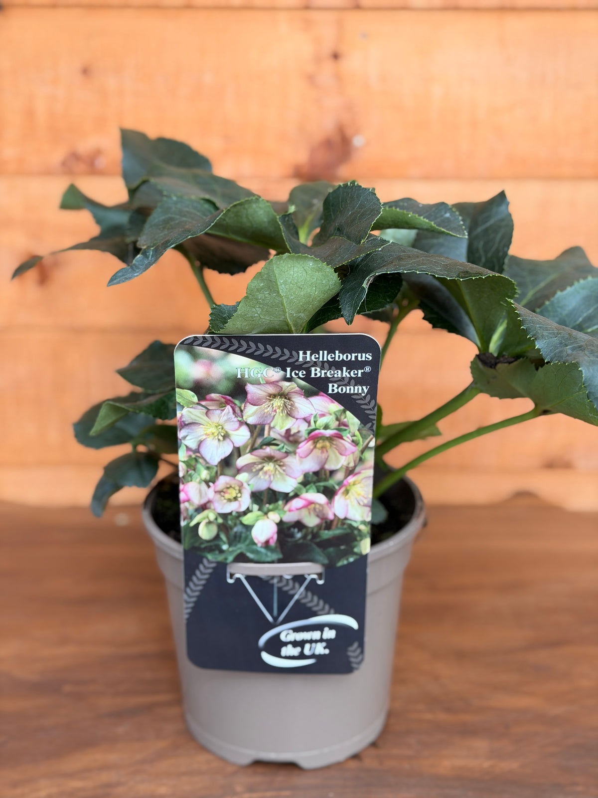 Helleborus x nigercors 'Ice Breaker Bonny'