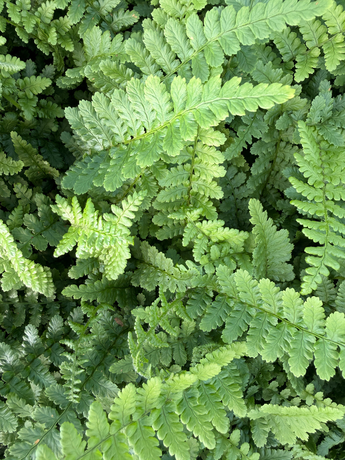 Dryopteris affinis 'Pinderi'